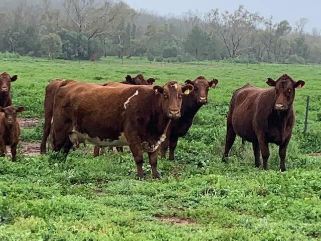 CONDITIONS RIPE: The Stuckey's Shorthorn cattle are benefiting from a fantastic winter in 2020 after several drought years. 