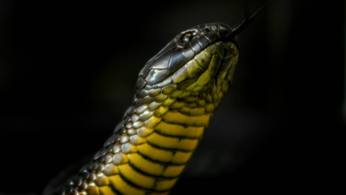 A video uploaded to Facebook showing a tiger snake slithering across a wire fence, has been viewed more than a million times. 