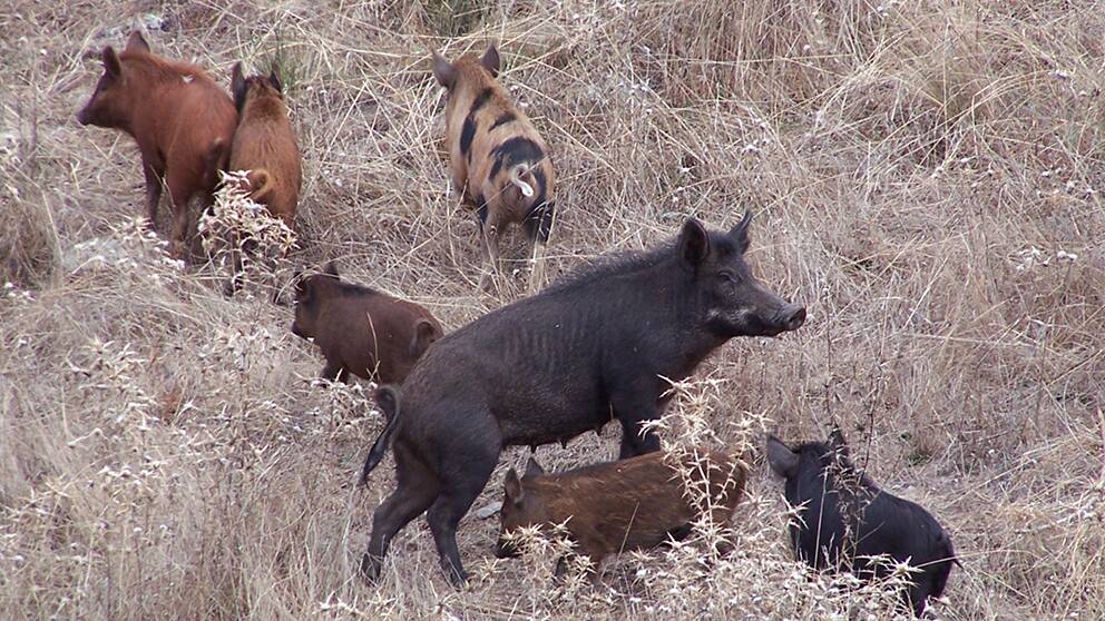 Feral pigs are among the pests being looked at in new projects by the Centre for Invasive Species Solutions. Photo by Brian Boyle.