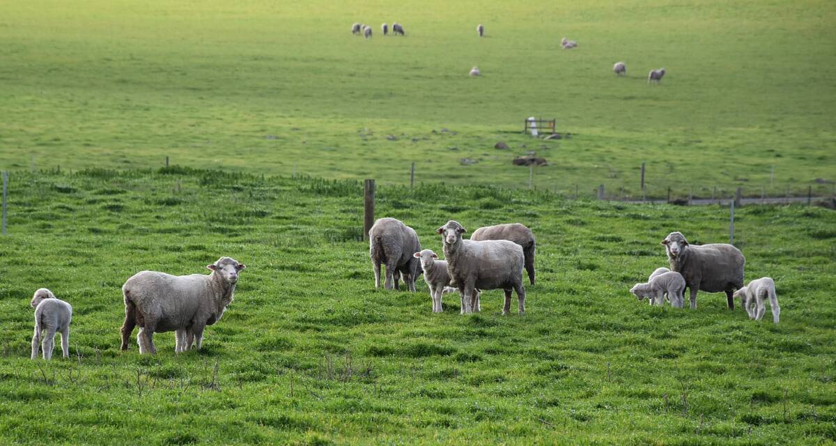 A south-west Victorian sheep farmer has tips on how you can improve your flock's lambing preciseness.