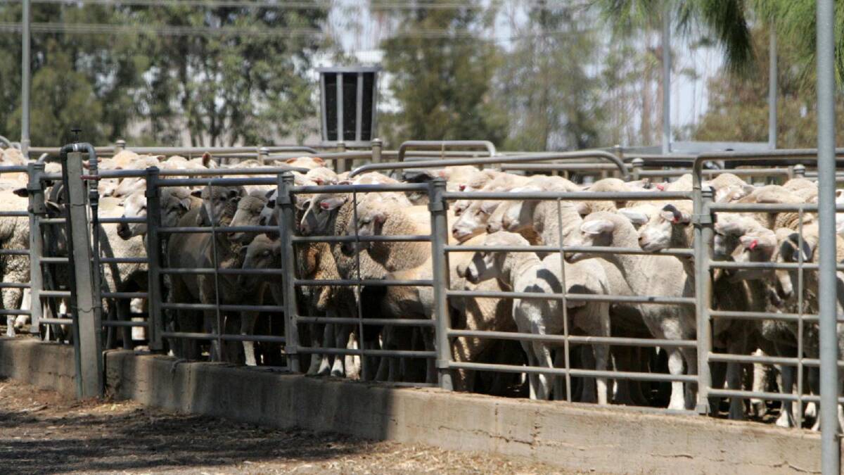 Police seek out sheep rustlers