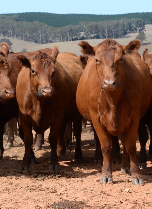 Grassfed producers urged to apply for corporate governance course. 