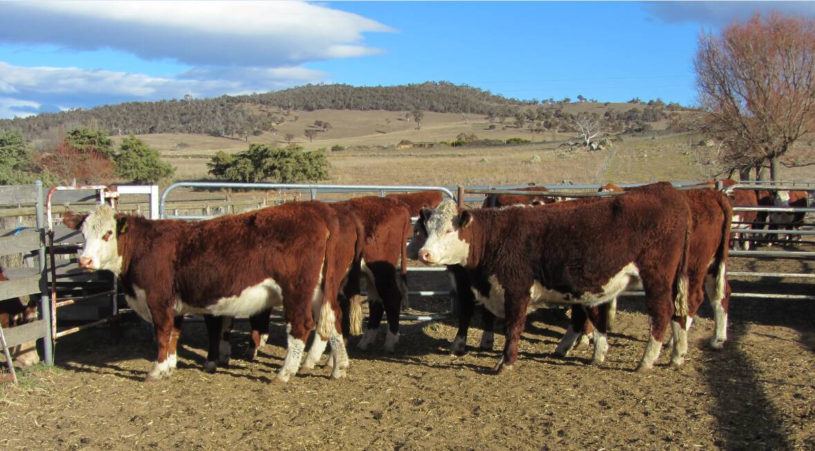 Poll Hereford cattle has captured the dedication of Hornet Bank Pastoral Company, Taroom, Queensland, for more than a century because of the breeds performance. 