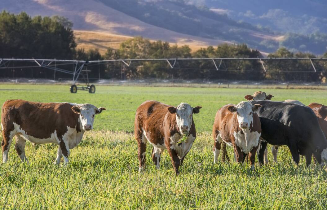 The traditional Australian Hereford breed is gaining overseas popularity, with multiple overseas markets in the Middle East, Japan and Europe, offering good prices for the top quality beef. 