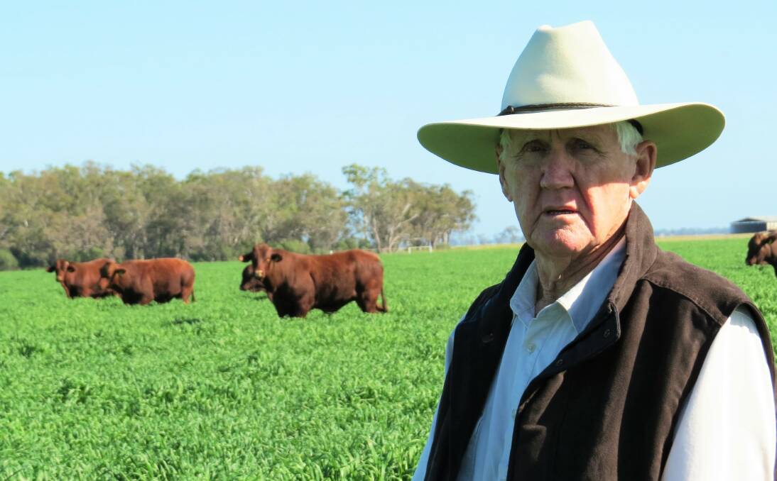 Fred Barlow, Wyadrigah Pastoral Company, Mungindi and Cunnumulla, switched to breeding Santa Gertrudis cattle five years ago because of the breeds adaptability and durability on western country. 