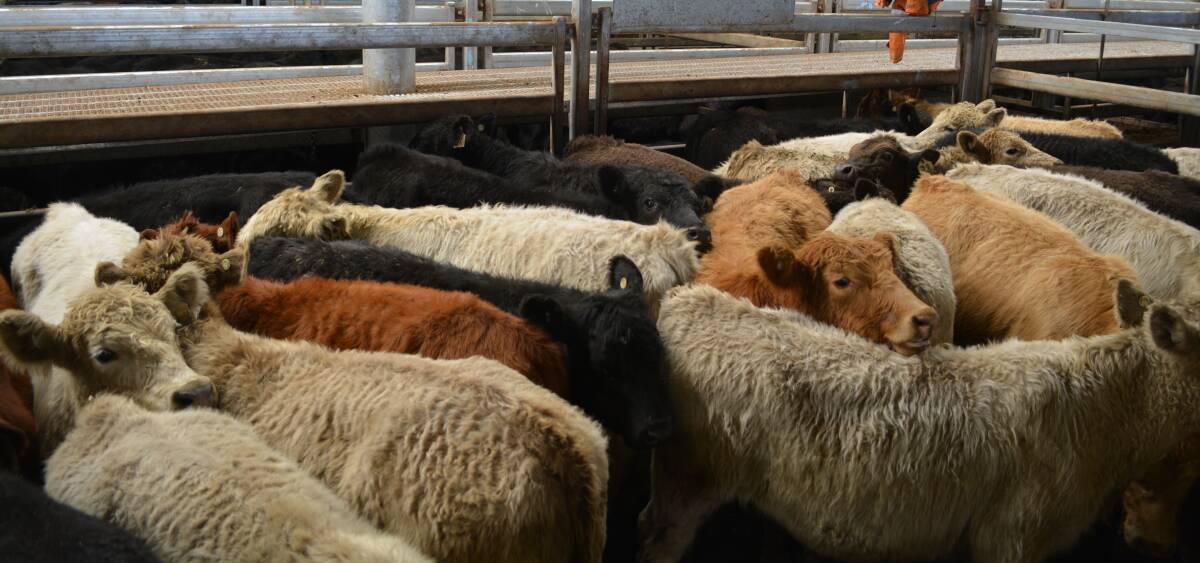 Report benchmarks Australia’s beef eating quality