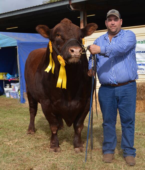 The Dubbo Show supreme beef exhibit sash went to Red Angus bull, Black Diamond Red Jaguar, exhibited by Chris Haycock, Pine Villa stud, Yeoval. 