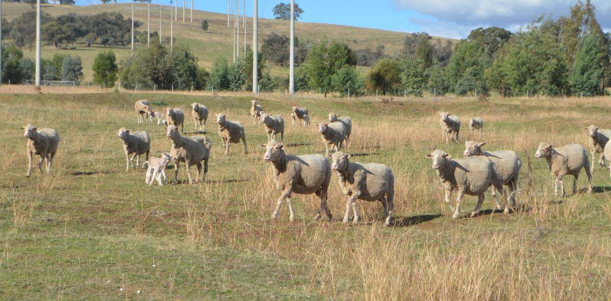 The current National breeding ewe flock is at 41.7 million, with a hope to increase the base by utilising maternal breeds such as the Dohne. 