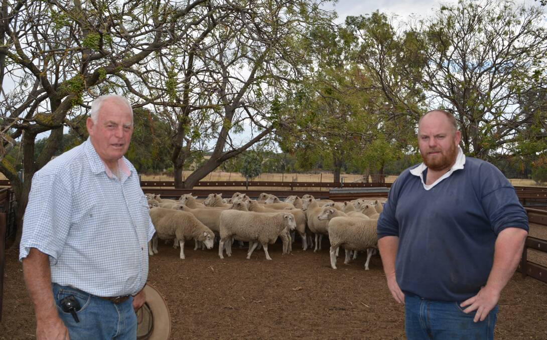 Father and son sheep producers, Des Campbell and Ben Campbell, Avoka stud, Gulgong, with half of their ewe flock. 