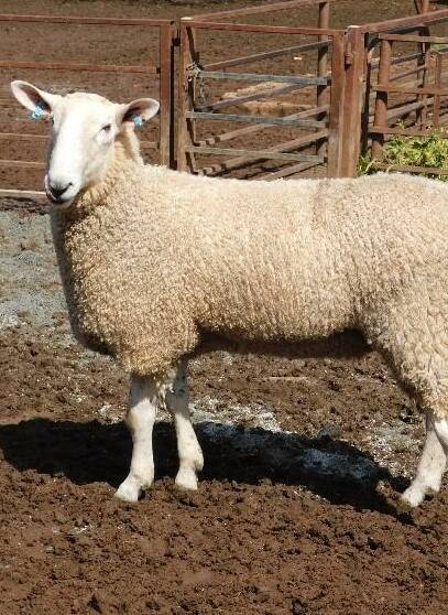 The Bauer stud $1200 top price ram was sold to Mitch Lions, Molong. 