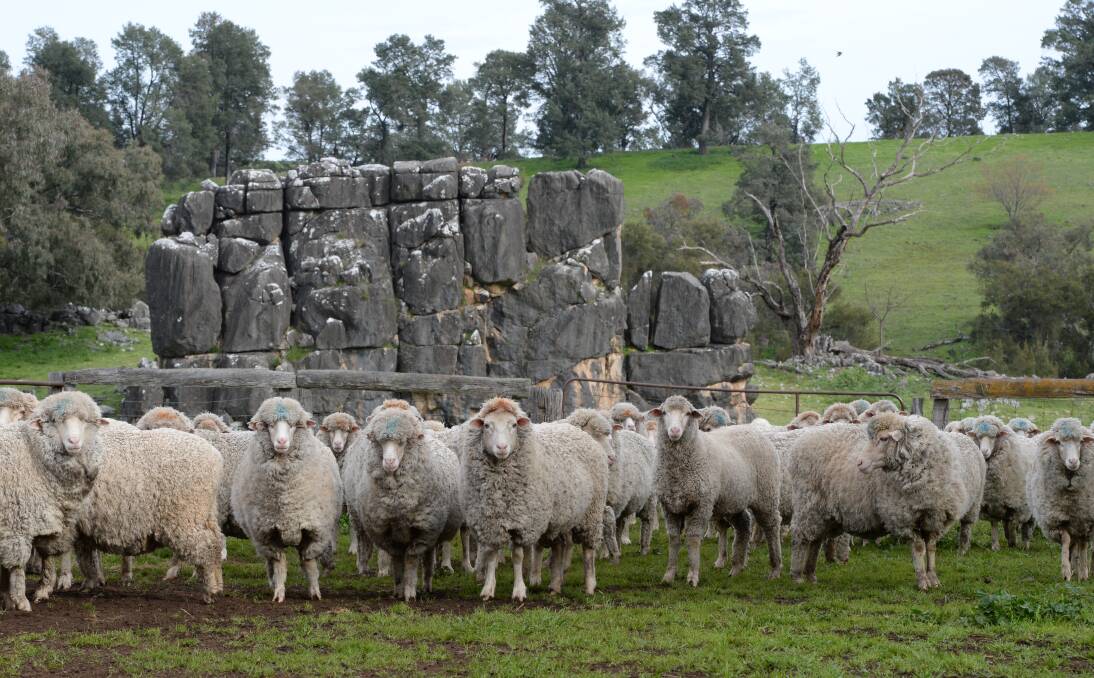 Central Tablelands Local Lands Services Brett Littler advises sheep producers to be prepared for potentially severe grass seed contamination as grasses dry off over the summer period. 