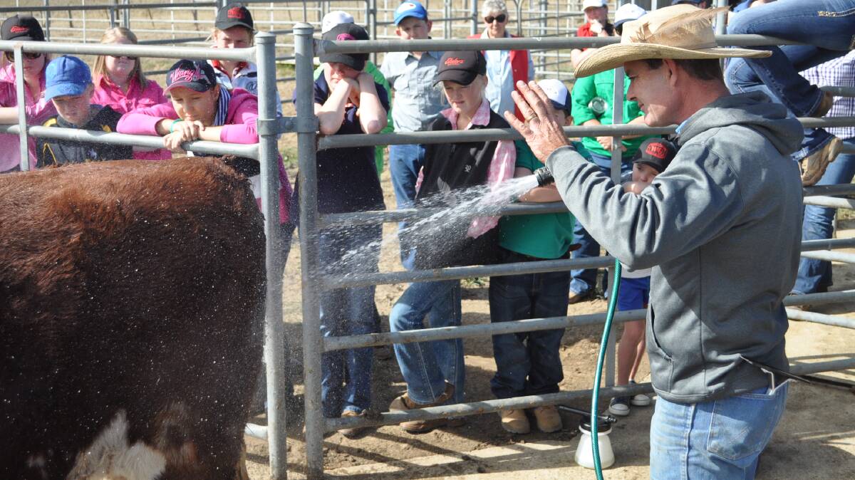 Stock Show U professor Jeremy Seaton-Cooper, Circle 8 Bulls, Marulan, demonstrated hair care techniques at the Hereford youth ambassador day earlier this year. 