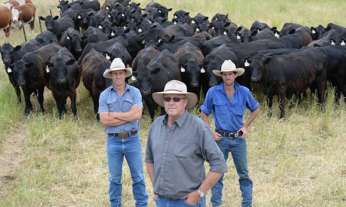 Greg Rafferty, Fernside Pastoral Co, "Dabee", Rylstone, with his property manager Andrew Lawrence and livestock overseer Ryan Ellston and Angus heifers. After 25 years, the Angus breeding herd has reached 2000 head. 