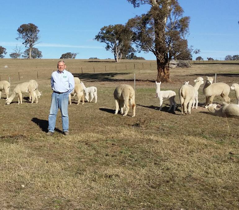 Greg Crease, Nurrenyen Alpacas, Parkesbourne, near Goulburn, produces about 180 kilograms of alpaca fleece per year and welcomes the professional wool classer training opportunity. 