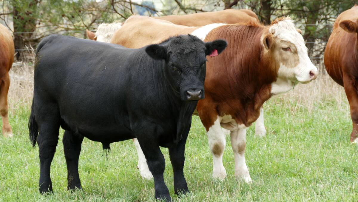 The Angus breed was introduced into the program at "Wirrabilla" to produce more fat in the calves and compliment the existing Fleckvieh herd. 