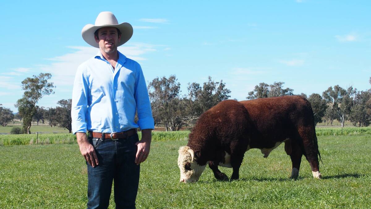 Geoff Birchnell, Avignon Herefords, Loomberah, has joined Northern Beef Week for this first time and will present his first calves of 100 percent North American genetics. 