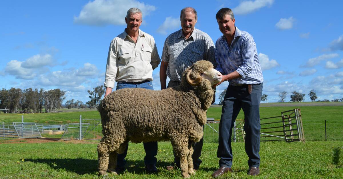 Repeat buyers’ of more than a decade, Ken Wolf and Dave Zouch, “Hollow Mount”, Bigga, with their top ram and Langdene Merino stud, Dunedoo, principal, Garry Cox. 