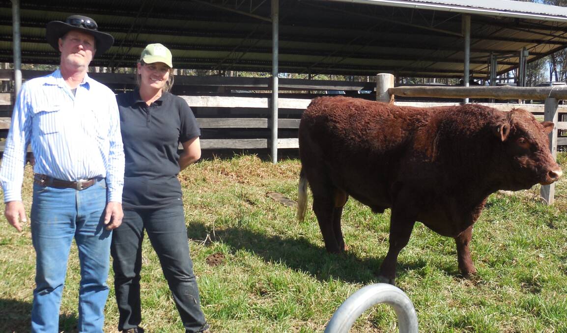 Ashwood Devons, Bulahdelah, held their second on-farm bull sale last Sunday. The $9,250 top-bull, was sold to commercial producers, Cliff and Karen Lyon, Ellenborough. 