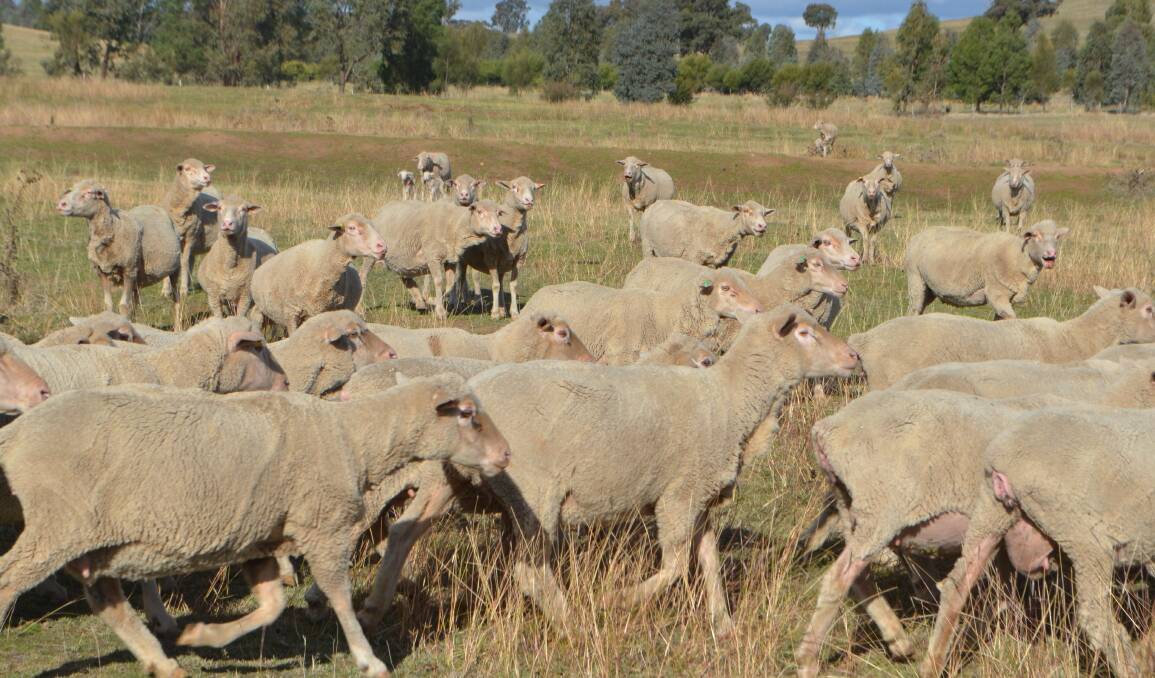 Dohne traits that meet lamb market specifications popular among producers.  