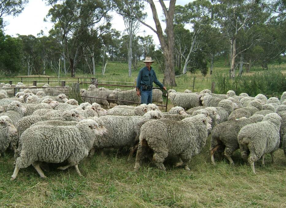 Greg Tighe, “Kelso”, Guyra, has remained committed to Nerstane Merino stud, Walcha, genetics for more than 20 years. 