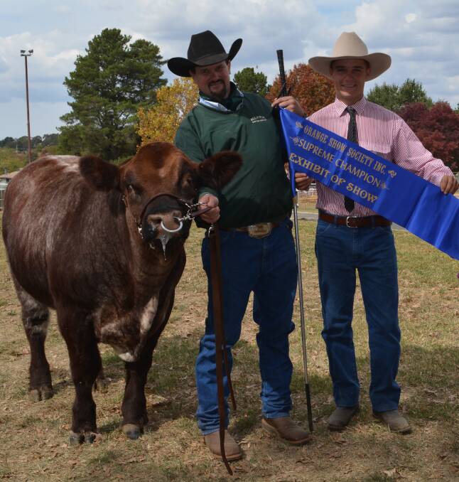Interbreed overall supreme exhibit was Shorthorn, Killkee Northern Lights, Jonathon Tink, Killkee Cattle Co, Borenore, presented by Nathan leach, Narromine. 