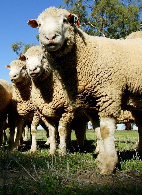 Ewe nutrition plans will be changed by producers to suit the dry season. 