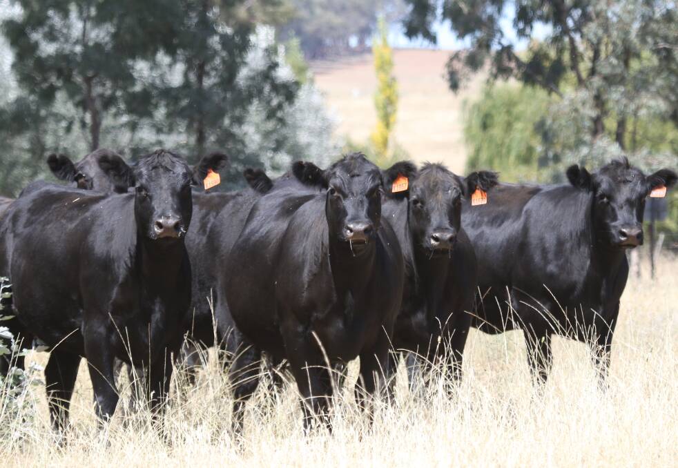 Gilmandyke Angus, manager Derek Hubert, Orange, believes by honing in on heifer performance, his commercial operation has reaped the benefits of a more productive cow herd in the long term. 

