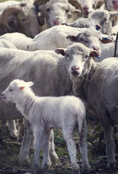 Maintaining on-farm biosecurity is crucial for the protection of livestock. 
