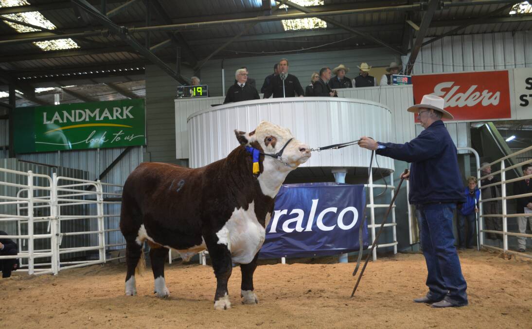 The 2015 Wodonga National Hereford Show and Sale top price bull was Yarrandabbie Jingle who sold for $40,000. Led by Andrew Green, Yarrandabbie Poll Herefords, Uranquinty and purchased by Yavenvale Herefords, Yaven Creek. 