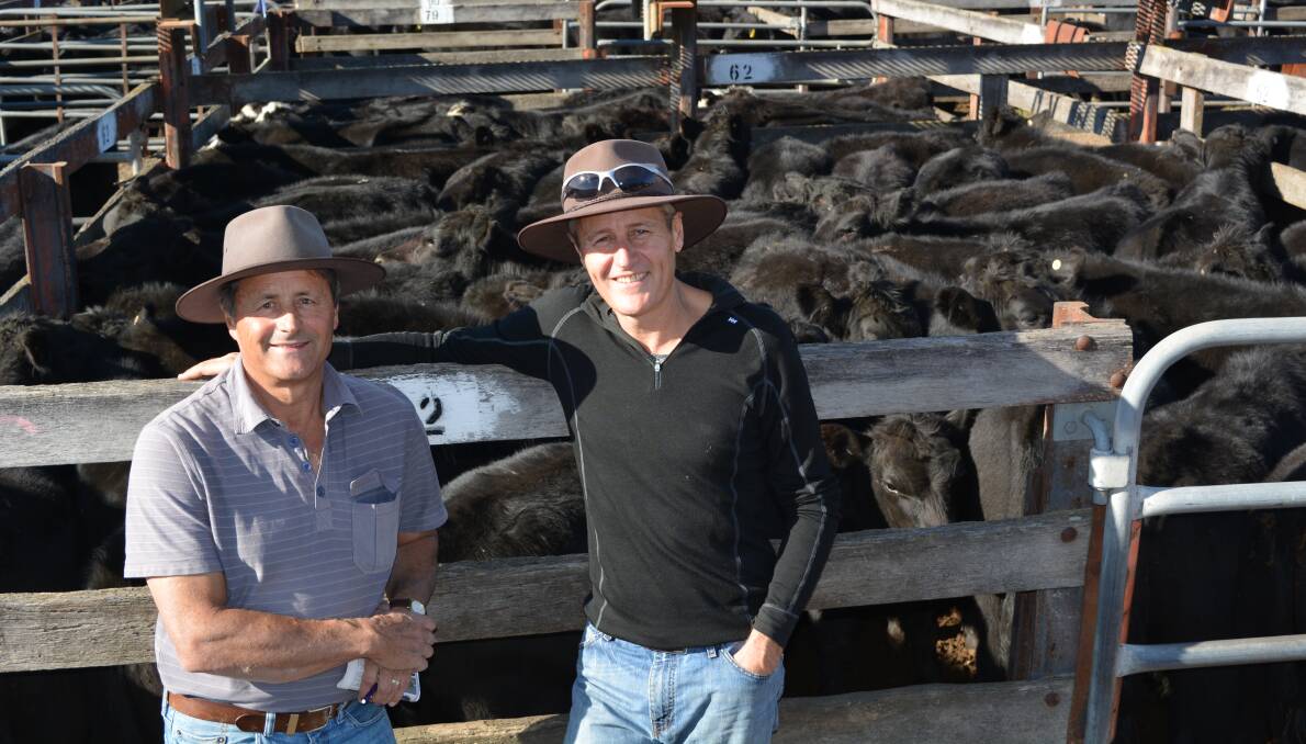 Felix and David Shlager, "Banjo", Carwoola, bought 69 head of steers at the Braidwood weaner sale last Friday, for a top of $1020. 
