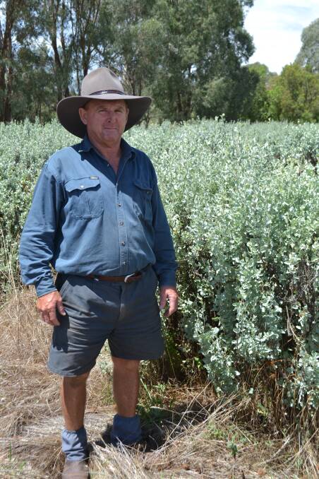 Robert Watt, Canowindra, in one of the salt bush paddocks on his property he uses to join his ewes on for a greater lambing percentage. 