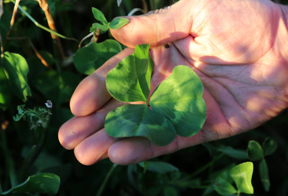 YLAD Living Soils managing director Rhonda Daly said clover leaves are as big as your hand where YLAD humus compost has been applied. 