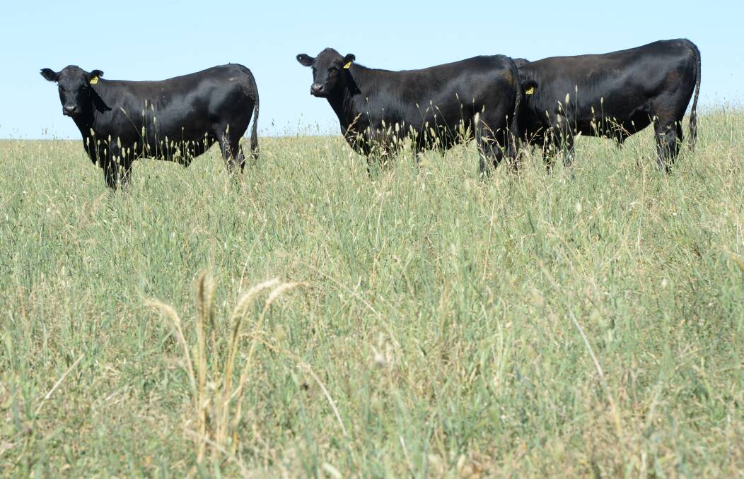 Yearling Angus steers, weighing 480 kilograms, graze on improved pasture of phalaris, clover, cocksfoot and fescue. Weed control is the single biggest factor in reducing competition to the young establishing pasture.