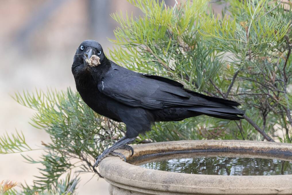 BLACK IS BLACK: Crows are pretty intelligent, more so than galahs or magpies. Photo:  Martin Fogarty