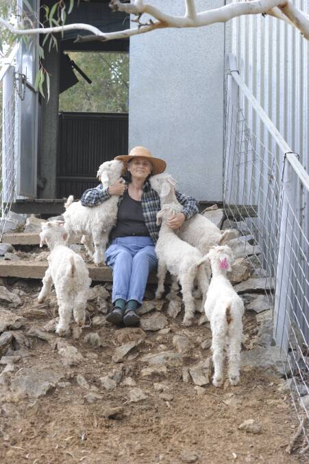 Kid gloves: Trish Wilkinson with some of her favourites in the paddock near the shearing sheds. Photos: Paul Melville
