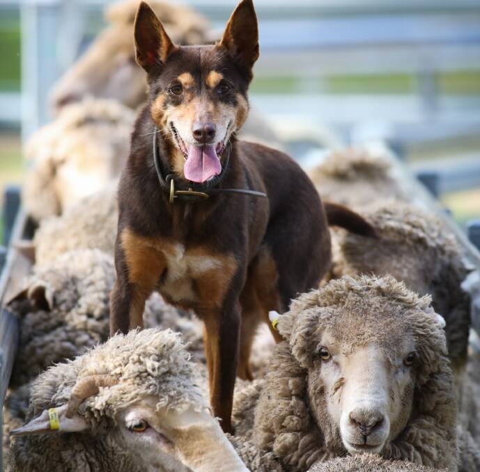 Up to 450 sheep will be needed for the sheep dog field trial heats and finals. The three-sheep field trial requires the dog to move the sheep around a designed course.