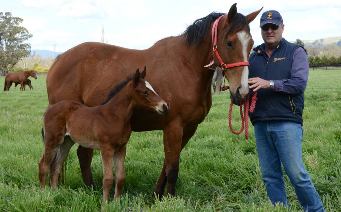 Tim McCormick with Golden Slipper winner Mossfun and her first foal by Fastnet Rock at Emirates Park, Murrurundi. Photo, editorial and Spring Sires advertising feature compiled by Virginia Harvey.