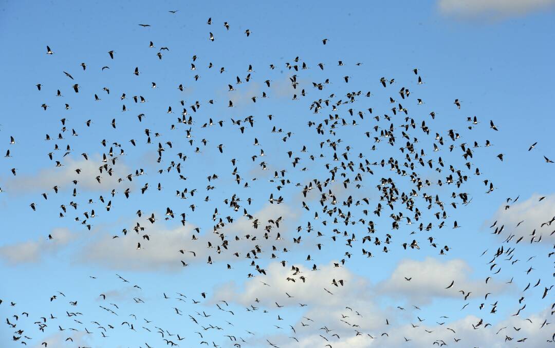 UP IN THE AIR: Try counting these birds. The Aussie Backyard Bird Count is on again.