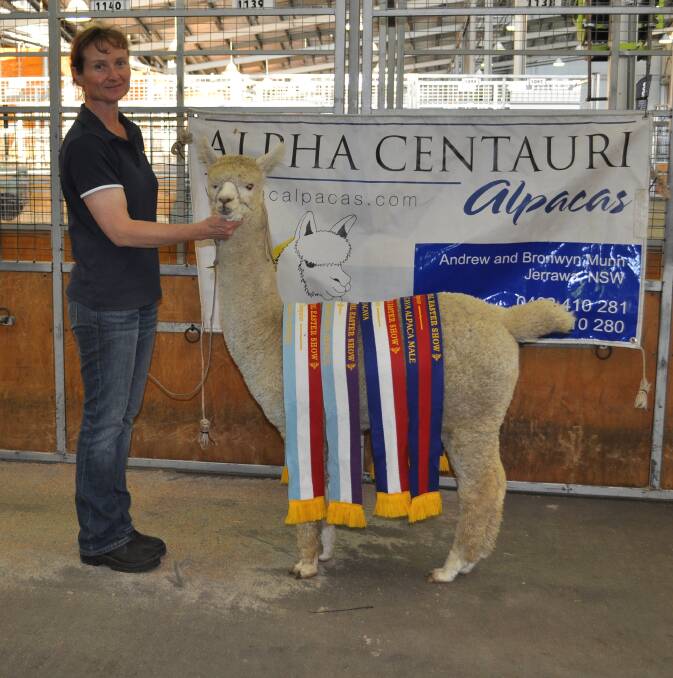 Bronwyn Munn with Alpha Centauri Kamando after winning Best Alpaca in Show.