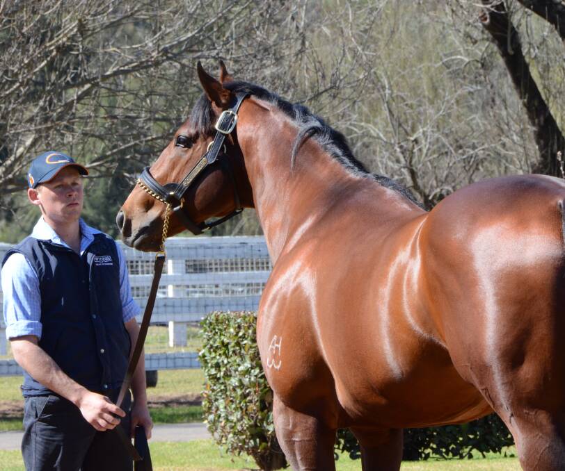 Outreach being paraded by Andre Anderson at Widden Stud. Photo by Virginia Harvey