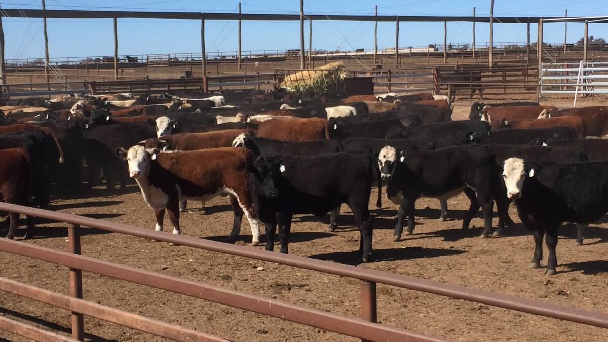 A total of 475 steers have been entered in the 2018 Beef Spectacular Feedback Trial, with close to 200 dual entered into the Beef 2018 National Beef carcase competition.