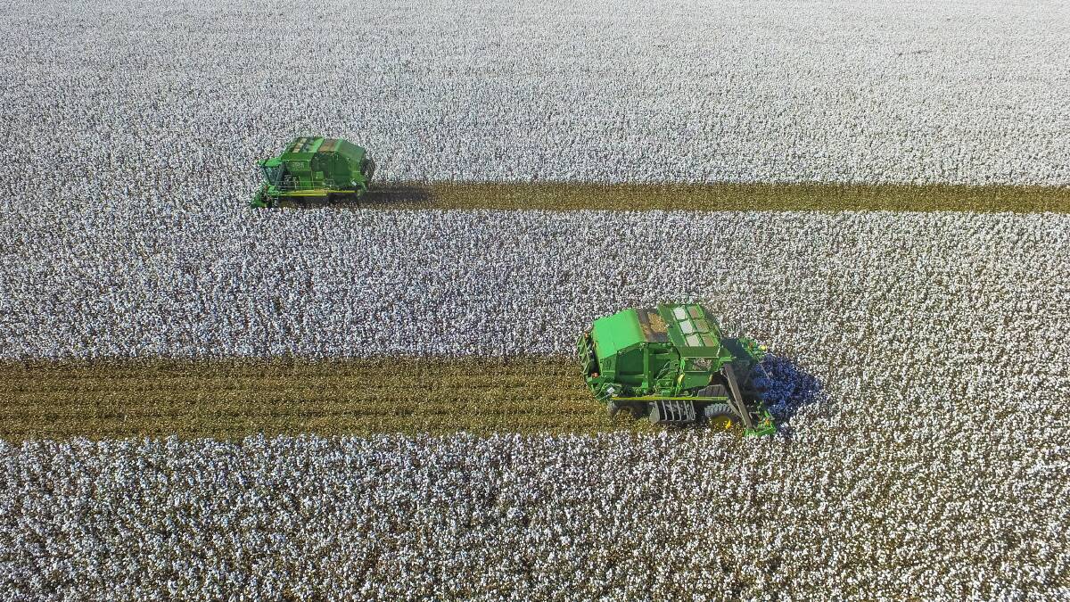 Cotton growing opportunities set to soar