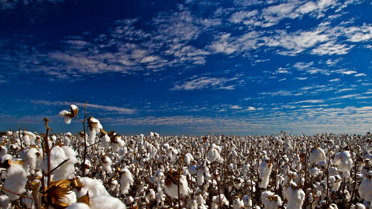 Cotton growing opportunities set to soar