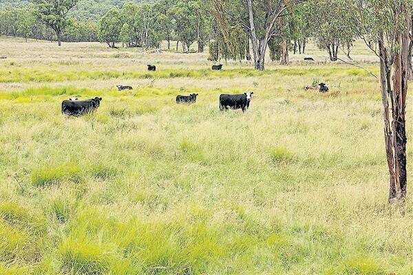 The combination of high rainfall and low-cost natural grazing makes “Glen Barra” an attractive investment for cattle breeding.