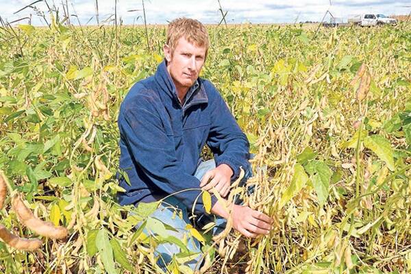 The Wilsons’ farm manager’s son, Brad McMillan, pictured in a crop of the new soybean variety LO23B-23, developed specifically for the Riverina. 