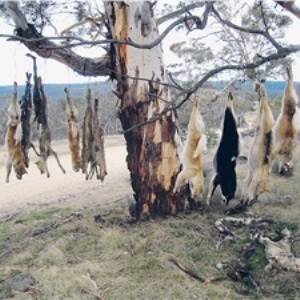 Wild dogs displayed hanging from a tree.
