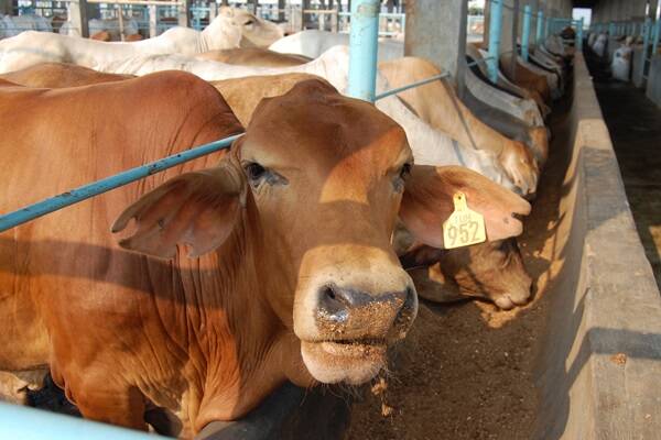 Live export ban lifted