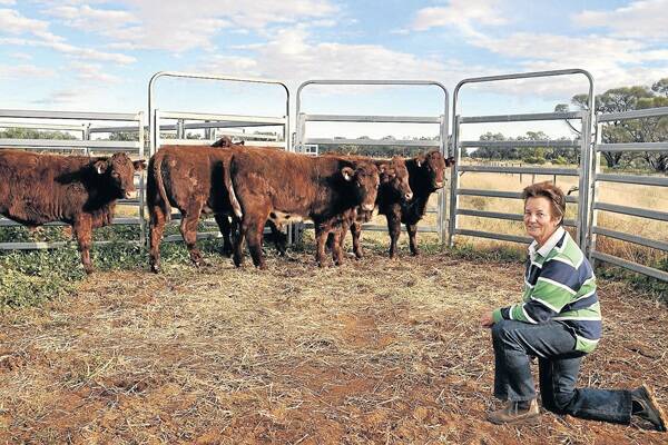 With her husband, Tony, Lyndall Bennett, Dromore Station, Wilcannia, added a Shorthorn herd into the mix about 15 years ago. 