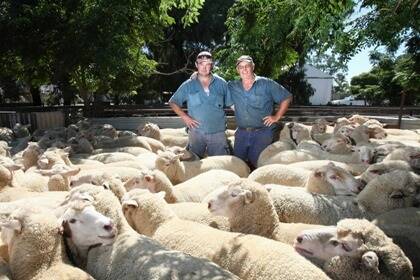 Anthony Hicks and father Graeme, Buraja, NSW, with the 124 eight-month-old White Suffolk-cross lambs that sold to a saleyard heavy lamb record of $225 a head at Corowa in February. * Picture: JOHN RUSSELL