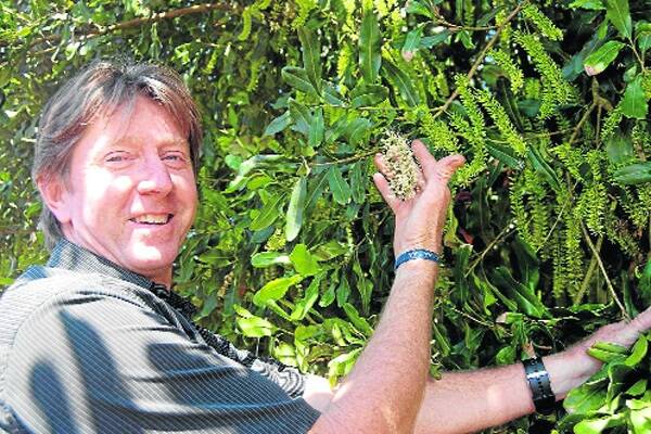 Flowering at the three Northern Rivers macadamia properties owned by Korean company, Neo Farms, has not been as heavy this year as it was last spring, but the fact it has been spread across a longer period and arrived later is a good sign, according to manager, Peter Collocott.